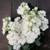 Nyári Viola › Matthiola Incana › Katz White