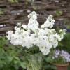 Nyári Viola › Matthiola Incana › Katz White
