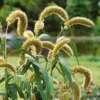 Rókafarkú Köles › Setaria Macrostachya