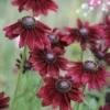 Kúpvirág › Rudbeckia Hirta › Cherry Brandy