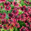 Kúpvirág › Rudbeckia Hirta › Cherry Brandy