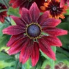 Kúpvirág › Rudbeckia Hirta › Cherry Brandy