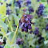 Szeplőlapu › Cerinthe Major › Pride of Gibraltar