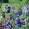 Szeplőlapu › Cerinthe Major › Pride of Gibraltar