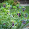 Szeplőlapu › Cerinthe Major › Pride of Gibraltar