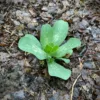 Szeplőlapu › Cerinthe Major Palánta a Nagyfényes Virágfarmon