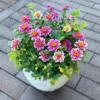 Rézvirág › Zinnia Marylandica › Zahara Double Raspberry Ripple