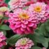 Rézvirág › Zinnia Marylandica › Zahara Double Raspberry Ripple
