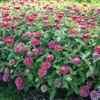 Rézvirág › Zinnia Marylandica › Zahara Double Raspberry Ripple