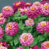 Rézvirág › Zinnia Marylandica › Zahara Double Raspberry Ripple