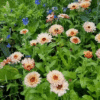 Körömvirág › Calendula Officinalis › Pygmy Buff