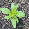 Lisztes zsálya › Salvia Farinacea › Fairy Queen palánta