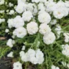 Teltvirágú Cickafark › Achillea Ptarmica › Noblessa