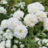 Teltvirágú Cickafark › Achillea Ptarmica › Noblessa
