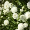 Elegáns Fehér Vegyes Ágyás › Virágmag Keverék - Image 6
