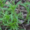 Teltvirágú Cickafark › Achillea Ptarmica › Noblessa palánta
