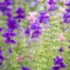 Tarkalevelű zsálya › Salvia Horminum › Oxford Blue