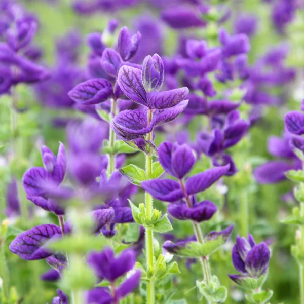 Tarkalevelű zsálya › Salvia Horminum › Oxford Blue