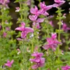 Tarkalevelű zsálya › Salvia Horminum › Pink Sundae
