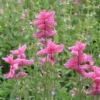 Tarkalevelű zsálya › Salvia Horminum › Pink Sundae
