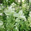Tarkalevelű zsálya › Salvia Horminum › White Swan