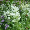 Tarkalevelű zsálya › Salvia Horminum › White Swan