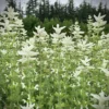 Tarkalevelű zsálya › Salvia Horminum › White Swan