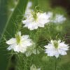 Borzaskata › Nigella Damascena › Albion Green Pod