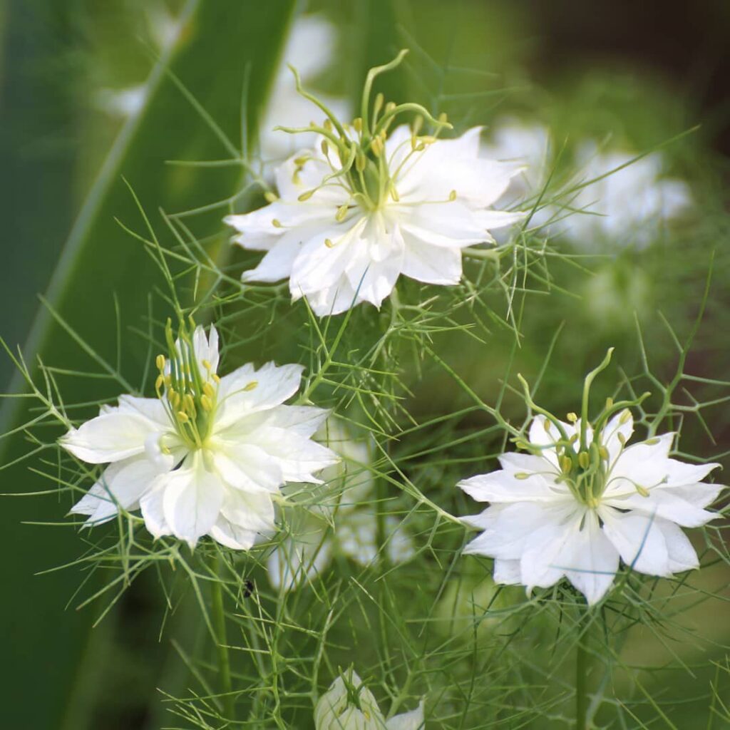 Borzaskata › Nigella Damascena › Albion Green Pod