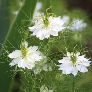 Borzaskata › Nigella Damascena › Albion Green Pod