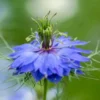 Borzaskata › Nigella Damascena › Miss Jekyll Dark Blue