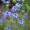 Borzaskata › Nigella Damascena › Miss Jekyll Dark Blue