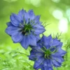 Borzaskata › Nigella Damascena › Miss Jekyll Dark Blue