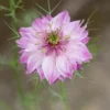 Borzaskata › Nigella Damascena › Miss Jekyll Rose