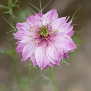 Borzaskata › Nigella Damascena › Miss Jekyll Rose