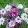 Borzaskata › Nigella Damascena › Miss Jekyll Rose