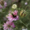 Borzaskata › Nigella Damascena › Miss Jekyll Rose