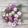 Borzaskata › Nigella Damascena › Miss Jekyll Rose