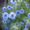 Borzaskata › Nigella Damascena › Miss Jekyll Sky Blue