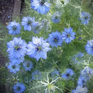 Borzaskata › Nigella Damascena › Miss Jekyll Sky Blue