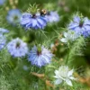 Borzaskata › Nigella Damascena › Miss Jekyll Sky Blue