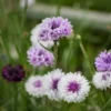 Búzavirág › Centaurea Cyanus › Classic Magic