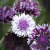 Búzavirág › Centaurea Cyanus › Classic Magic