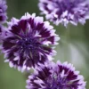 Búzavirág › Centaurea Cyanus › Classic Magic