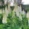 Csillagfürt › Lupinus Polyphyllus › Noble Maiden