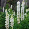 Csillagfürt › Lupinus Polyphyllus › Noble Maiden
