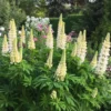 Csillagfürt › Lupinus Polyphyllus › Noble Maiden