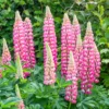Csillagfürt › Lupinus Polyphyllus › The Chatelaine