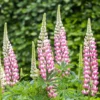 Csillagfürt › Lupinus Polyphyllus › The Chatelaine