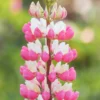 Csillagfürt › Lupinus Polyphyllus › The Chatelaine